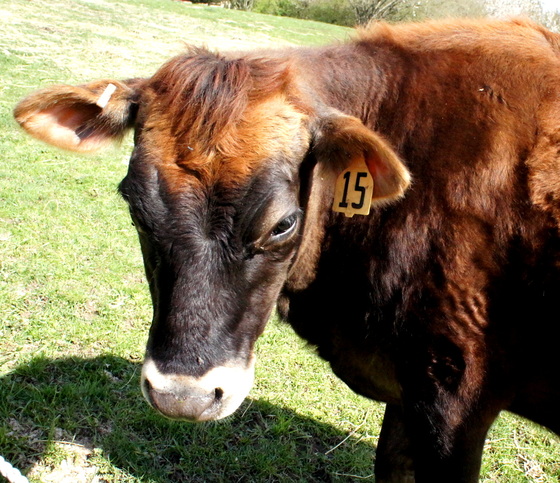 Cow 15 at Kurtwood Farms.JPG